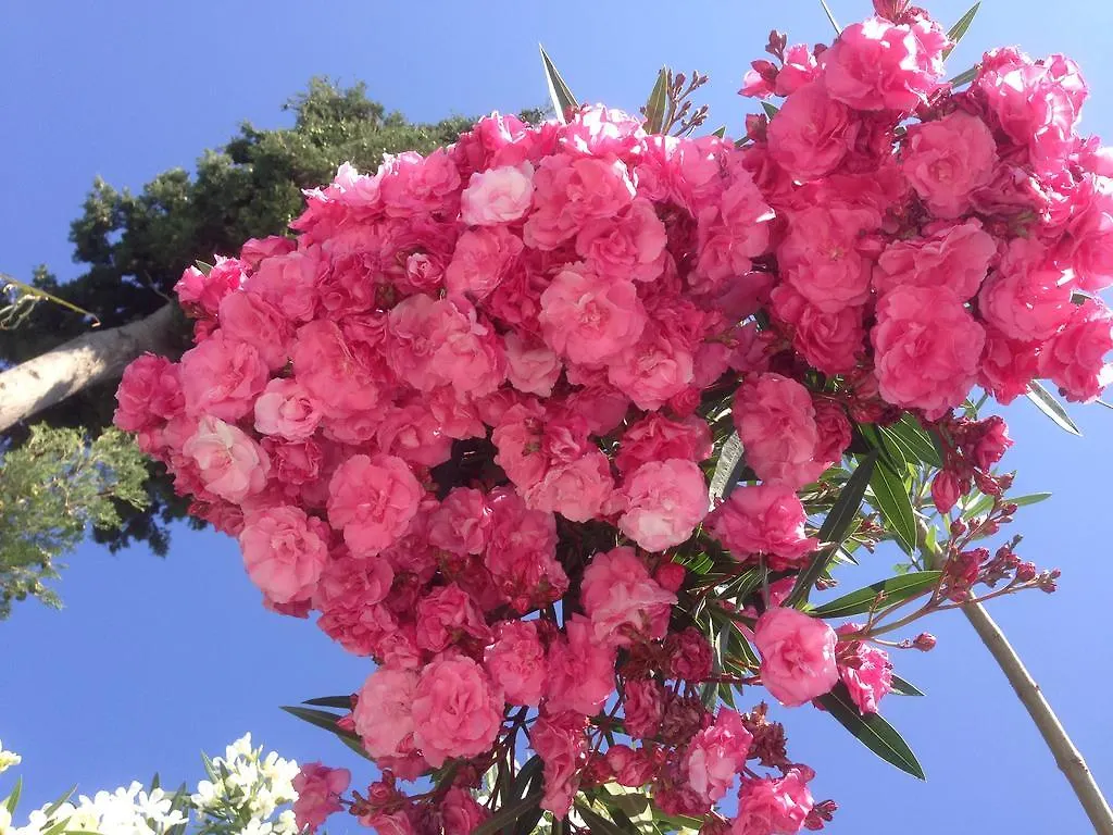 Sun Garden Apart Hotel Yalikavak Turkey